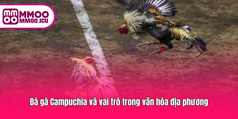 Trò đá gà gắn liền với phong tục, giải trí tại Campuchia