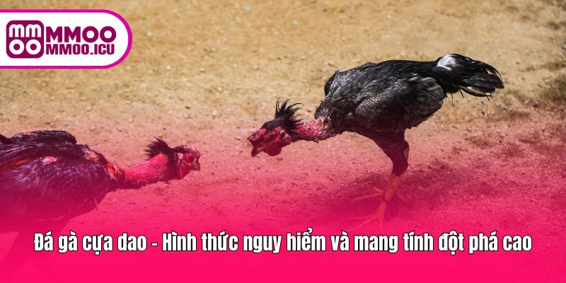 Gà cựa dao – rủi ro cao nhưng cực kỳ kịch tính