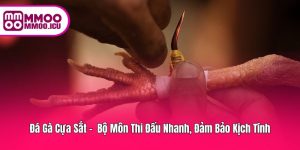 Đá Gà Cựa Sắt – Thử Thách Đỉnh Cao