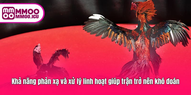 Trận gà khó đoán nhờ gà linh hoạt, phản xạ nhạy bén