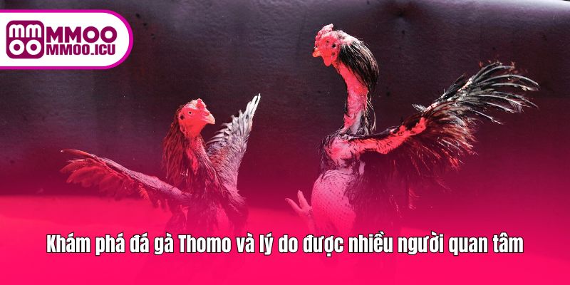 Khám phá đá gà Thomo và lý do được nhiều người quan tâm