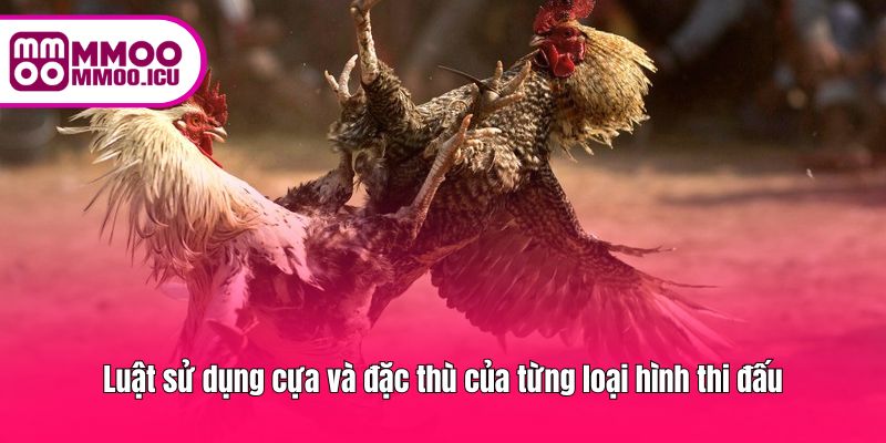 Hiểu luật cựa để tham gia đá gà an toàn và chuẩn xác