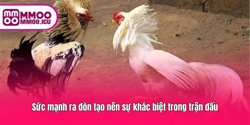 Đòn ra chuẩn và mạnh làm trận gà thêm kịch tính