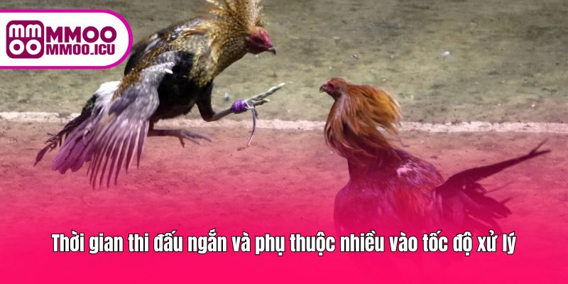Mỗi trận cựa sắt diễn ra nhanh, đòi hỏi gà phản xạ linh hoạt